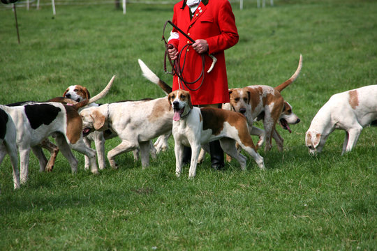 Jagdmeute