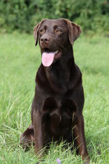 Brauner Labrador
