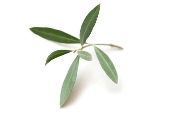 Olive tree twig