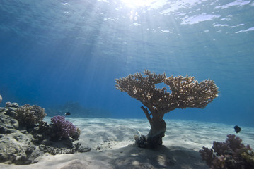 Reef scene and sunbeams