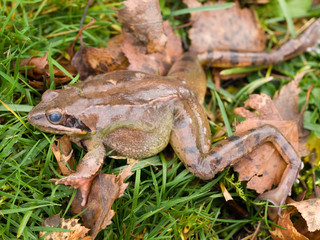 Frog in the grass