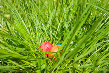 Ostern - Eier im Osternest