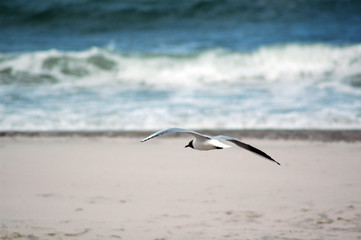 Möwe am Meer