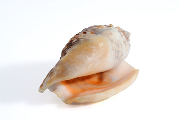 sea shell