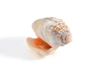 sea shell