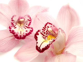 Fototapeta na wymiar Cymbidium Orchidea