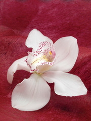 Fototapeta na wymiar Cymbidium orchid