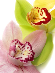 Fototapeta na wymiar Cymbidium Orchids