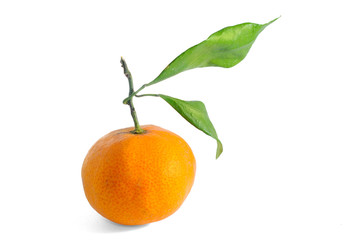 orange with branch