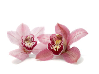 Pink Cymbidium Orchids