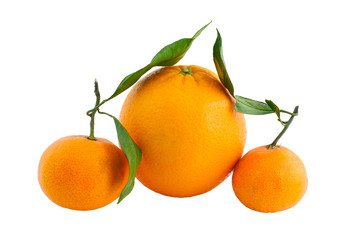 orange with branch