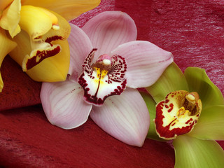 Cymbidium Orchids