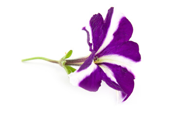 Purple petunias flower