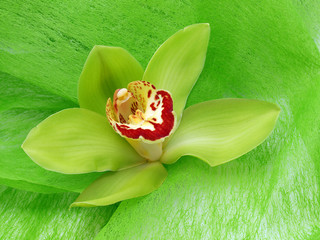 Green Cymbidium Orchid