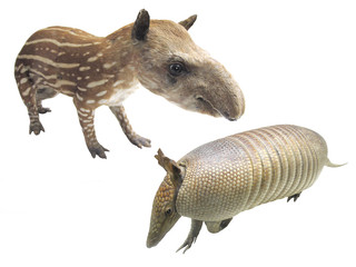 armadillo and tapir