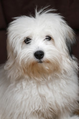 coton de tulear