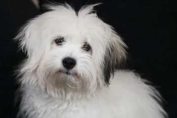coton de tulear
