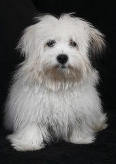 coton de tulear