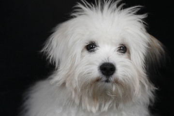 coton de tulear