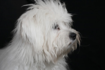 coton de tulear