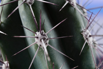 Kaktusdetail 4