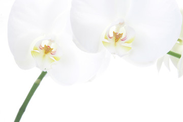 Obraz na płótnie Canvas Weisse Orchidee 4