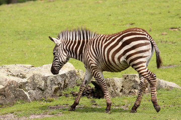 Fototapeta na wymiar Little zebra walking