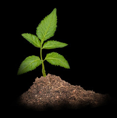 Tree shoot isolated on black background