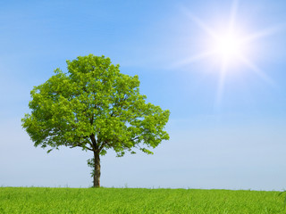 Fototapeta na wymiar Spring landscape - green tree on the blue sky