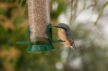 Naklejka premium Nuthatch feeding on sunflower seeds