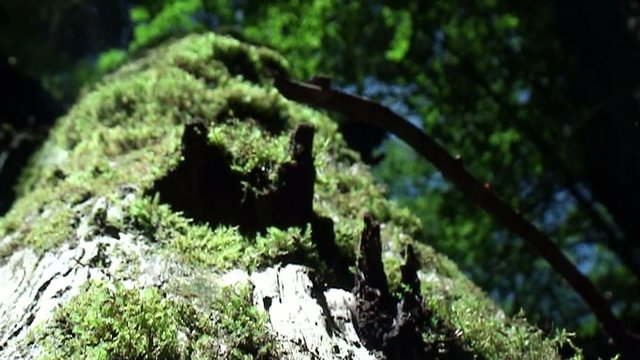 Vegetation on Log