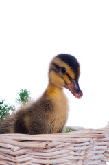 yellow ducklings on a white background