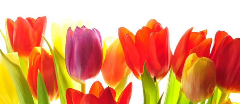 Tulips
