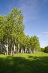 Birch forest