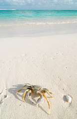 Crab on a tropical beach
