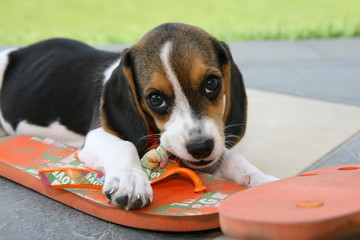 Sweet Beagle