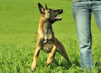 Malinois