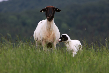 Lamm mit Mutterschaf