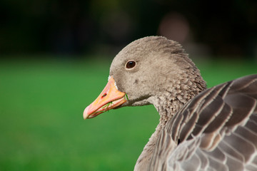 Goose