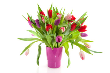 Colorful tulips in purple vase