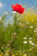Red poppies