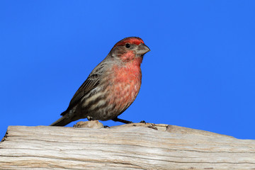 Male House Finch (Carpodacus mexicanus)