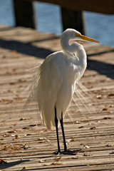 Great White Egret on Boardwalk