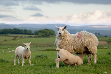 Sheep and lamb in wales © Scott Waby