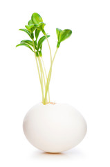 New life concept with seedling and egg on white