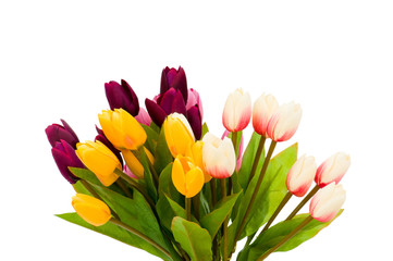 Colourful tulips isolated on the white background
