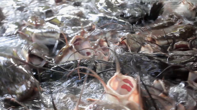 catfish feeding on a pond surface