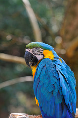 ルリコンゴウインコ