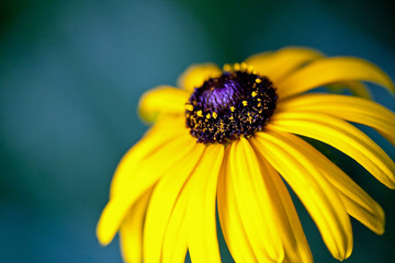 Beautiful yellow flower on a green field