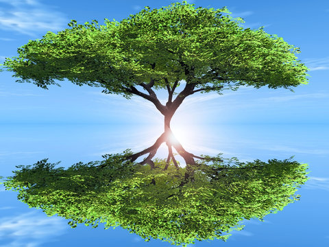 arbre et son reflet
